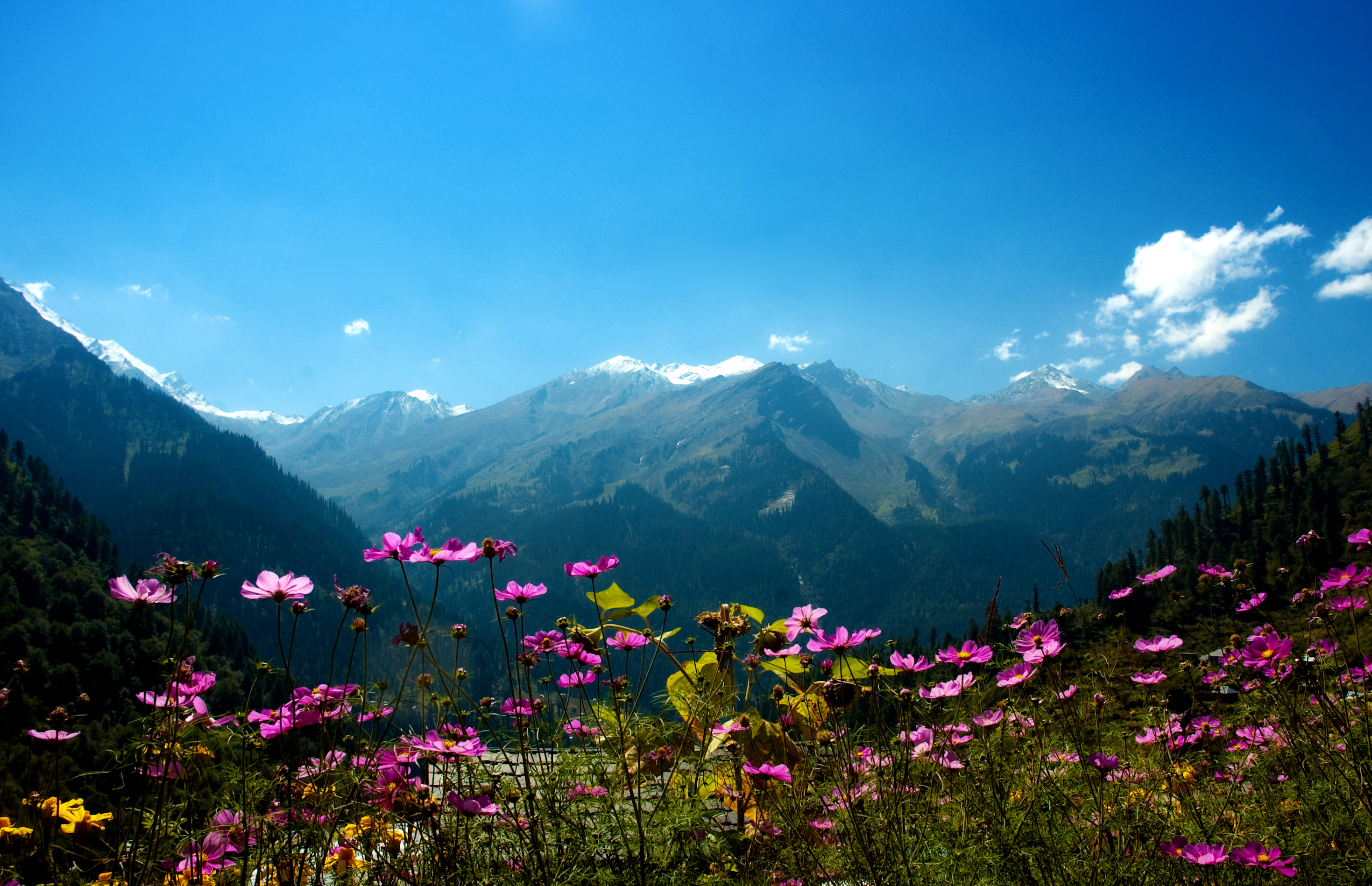 https://d3r8gwkgo0io6y.cloudfront.net/upload/yumthang valley.jpg